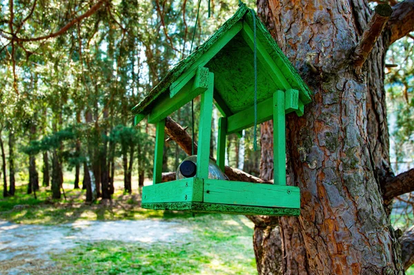 Alimentatore Uccelli Legno Albero Nella Foresta Alimentatore Uccelli Pino Colore — Foto Stock