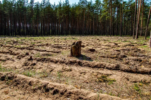 松林工业采伐现场的树桩 砍伐松林 工业伐木 生态多样性 生态系统 环境保护 — 图库照片
