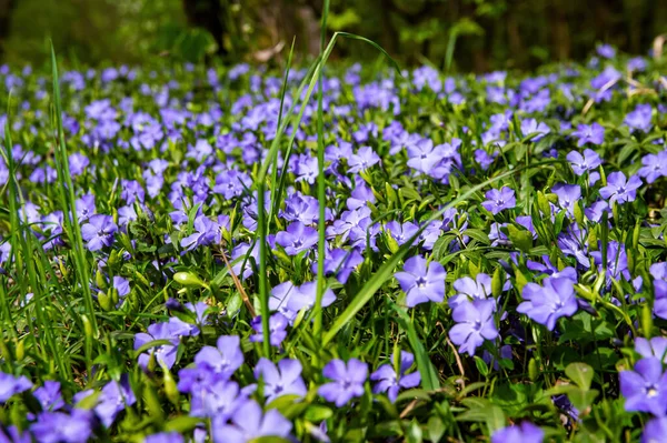 开着花的丁香 开着绿叶的森林紫罗兰 紫罗兰 森林花 春天的季节春天里阳光灿烂 大自然中的野生植物 背景图像 — 图库照片#