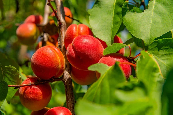 Orange Red Side Apricots Green Tree Branch Apricot Fruits Fruit — Stock Photo, Image