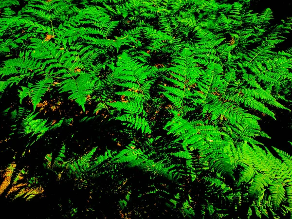 Green leaves of a forest fern plant. Polypodiophyta. Fern plants. Polypodiophyta forest. Green foliage. Wild nature. Eco system. Environmental protection. Impenetrable jungle.