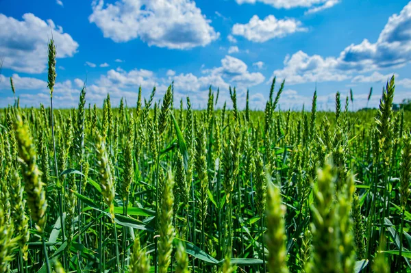 田里的麦穗在蓝天白云的映衬下生长 麦片斯皮凯耕作田 农业工业 白云密布 生态产品 — 图库照片