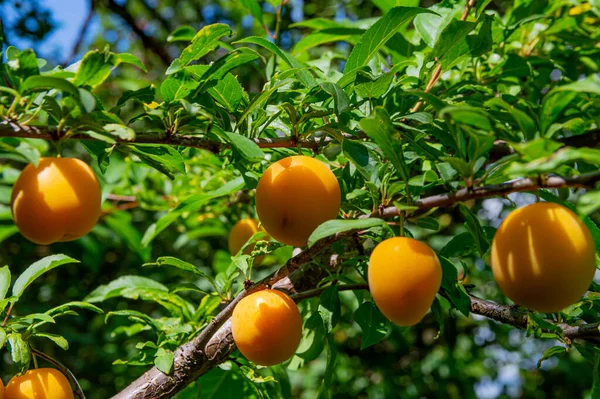 Sárga Szilva Gyümölcsök Egy Kerti Faágon Zöld Lombozattal Prunus Cerasifera — Stock Fotó