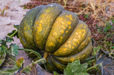 Yeşil yapraklı sebze portakal kabağı tarlada yetişiyor. Sebzeler guguk kuşu. Cucurbitaceae ailesinin bitkisi. Çiftçi tarlasında bal kabakları. Tarım hasadı. Tarım sektörü.