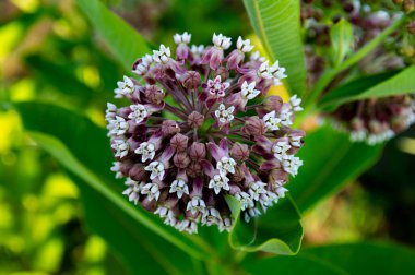 Apocynaceae familyasının asklepias syriaca bitkisinin çiçeği. Çiçekler bal bitkileri. Çiçekli asklepias syriaca. Ot bitkileri. Doğada güzellik. arkaplan resmi.