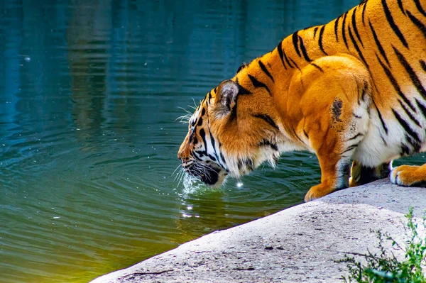 A predatory animal tiger drinks water from a pond. Panthera tigris. Animal tiger. Wild cat. Natural waterhole. Animal world. Quench your thirst in the heat. The beauty of the wild. The cat family.
