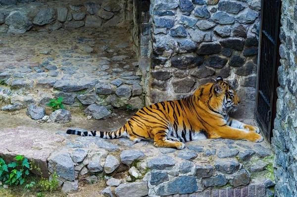 被动物园圈养的食肉动物老虎 Panthera Tigris 动物老虎 动物世界Zoo Aviary 野外的美丽 猫的家庭 受害者被困住了 — 图库照片