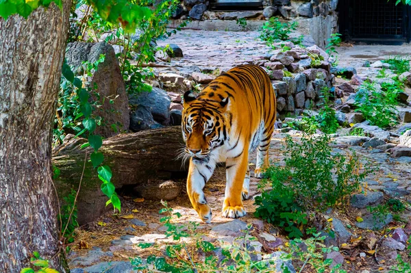 Rovdjurstiger Förbereder Sig För Jakt Panthera Tigris Djurtiger Vild Katt — Stockfoto