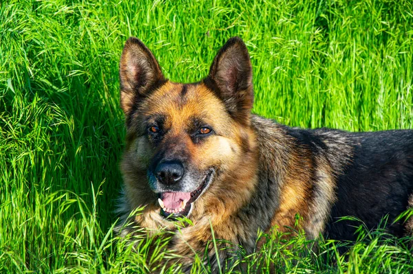 German shepherd dog rests on green grass. German Shepherd. Dogs are pets. A dogs grin. Green grass. Sunlight. Walking pets. Background image.