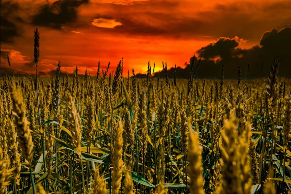Ähren Von Weizen Den Strahlen Des Sonnenuntergangs Landwirtschaftliche Weizenfelder Getreideernte — Stockfoto