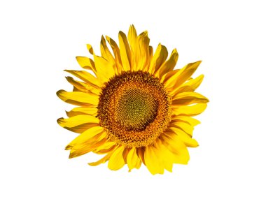 Çiçek açan ayçiçeği beyaz arka planda izole edilmiş. Asteraceae ailesinin çiçek açan Helianthus 'u. Tarım fabrikası. Helianthus annuus. Ayçiçeği yağı için ham madde.