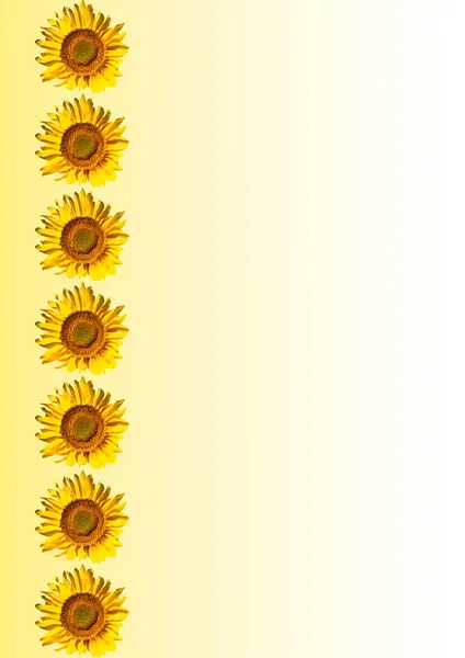 Template Text Flowers Blooming Sunflowers Blooming Helianthus Asteraceae Family Agricultural — Stock Photo, Image