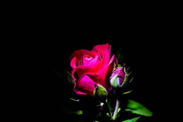 Kwitnący Kwiat Czerwonej Róży Ciemności Nocy Czerwona Róża Okres Kwitnienia — Zdjęcie stockowe