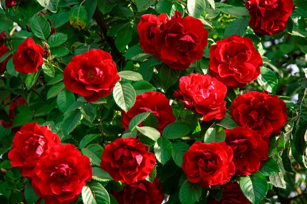 緑色の葉を持つ枝に赤いスプレーの花を咲かせます 赤いバラ 開花期 緑の葉 緋色のバラの祭りの花束 背景画像 庭用植物 — ストック写真