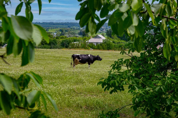 Vache Animale Mange Herbe Sur Une Prairie Verte Pâturage Bétail — Photo
