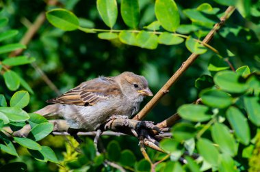 Ağaç dalında yeşil yapraklı bir serçe kuşu. Passer domesticus. Serçe cinsi bir Passer. Doğadaki kuşlar. Arkaplan resmi. Doğada güzellik.