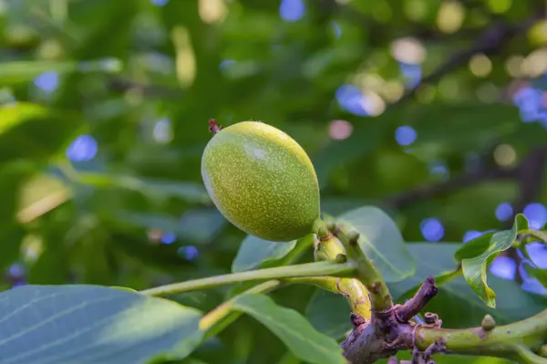 A walnut in its shell on a branch with green leaves. Juglans regia. Medicinal plants. Farm gardening. Walnut fruit. Fruit harvest. Vegetarian food. Veganism Beauty in nature.