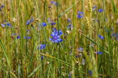 Çiçek açan mavi Centaurea tarlası. aster ailesinin centaurea bitkisi. Vahşi doğal çayır. İlaç bitkileri. Doğada güzellik. Arkaplan resmi. Mavi çiçekler.