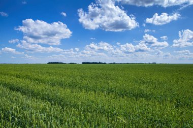 Beyaz bulutlu mavi gökyüzüne karşı tarımsal buğday tarlası. Mısır gevreği ekinleri. Yeşil buğday. Tarım işi. Mavi gökyüzü. Beyaz kümülüs bulutları. Panoramik fotoğraf. Arkaplan resmi. Doğanın güzelliği.