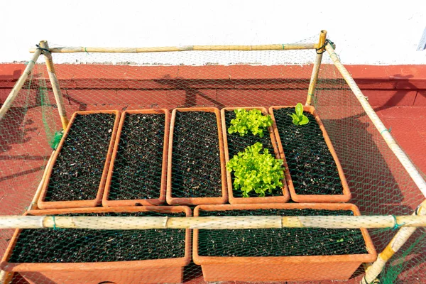 Set Plastic Pots Lettuce Planted Urban Garden House Protected Net — Stock Photo, Image