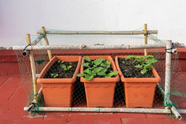 Evin terasındaki plastik bahçedeki organik ekinler, onları kuşlardan korumak için sazlık ve ağ yapılarıyla korunuyor.