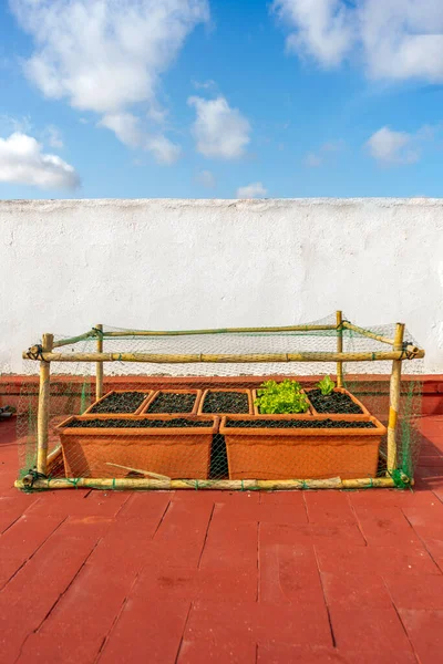 Cultivos Orgánicos Macetas Plástico Jardín Urbano Terraza Casa Protegidos Con —  Fotos de Stock