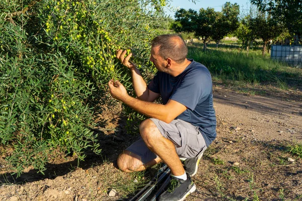 Zeytin ağaçları. Zeytin bahçesindeki yakışıklı adam. Akdeniz zeytin tarlasında hasat için hazır erkek portreleri. Spanhis zeytinliğinde olgun bir adam olgun taze zeytinlerle dolu. Taze zeytin.