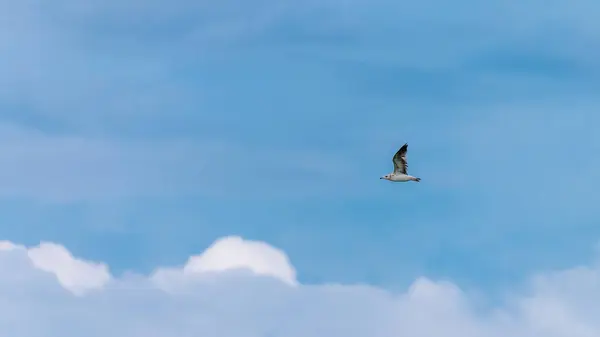 Gaviota Con Respaldo Negro Heuglin Volando Sobre Los Manglares Del Fotos De Stock