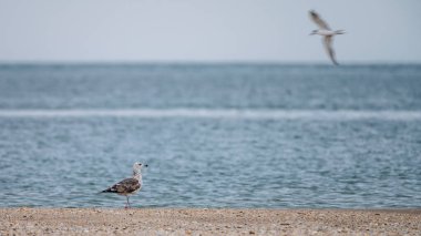 Daha az Kara Sırtlı Martı (Heuglin 's) deniz kenarındaki kumda yiyecek arıyor..