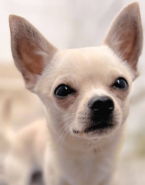Punta del este Uruguay 'da lüks bir otelde balkon. 