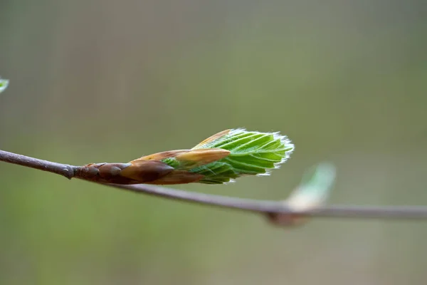 Primavera Árvore Pequena Folha Perto — Fotografia de Stock