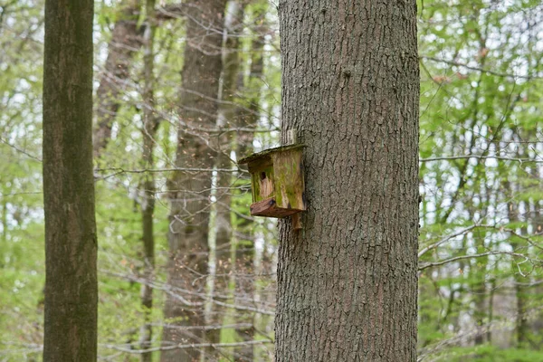 Vogelhaus Auf Baum Sommer — Stockfoto