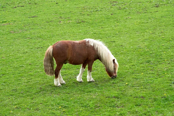 Pequeno Cavalo Campo Verde — Fotografia de Stock