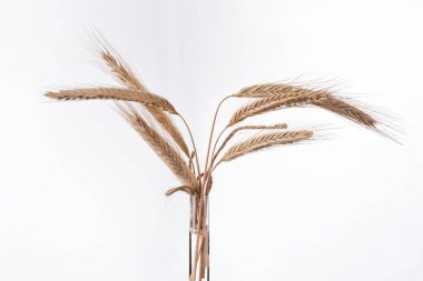                                Beyaz arkaplanda buğday kulakları.