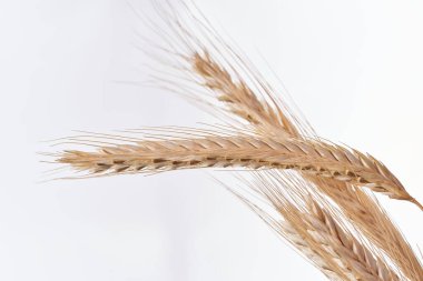                                Beyaz arkaplanda buğday kulakları.