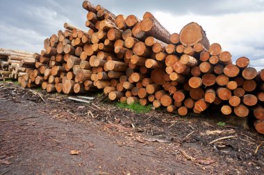                                Ahşap blokların arkasına istiflenmiş. Çam ağacı kesilmiş ve istiflenmiş..