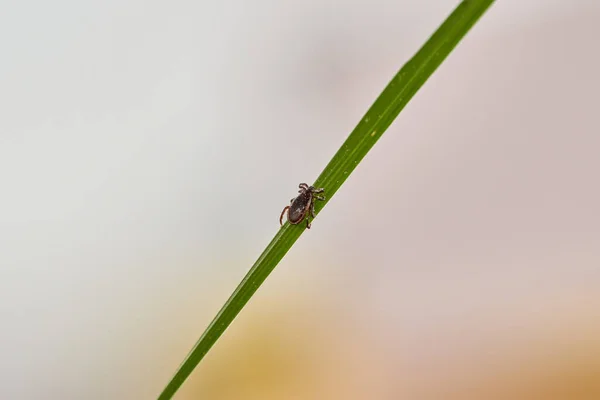 stock image                                Full tick on green grass.