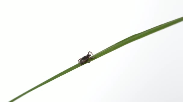 Tick Crawling Green Plant — Stock Video
