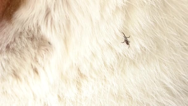 Клещи Ползают Сквозь Кошачьи Белые Волосы — стоковое видео