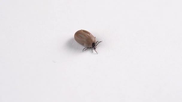 Tick Crawling White Background — Stock Video