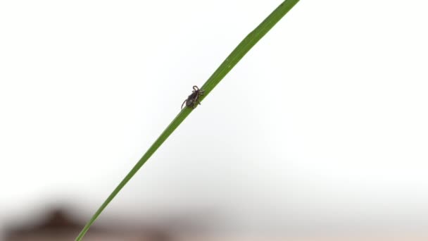 Garrapata Arrastrándose Través Planta Verde — Vídeo de stock