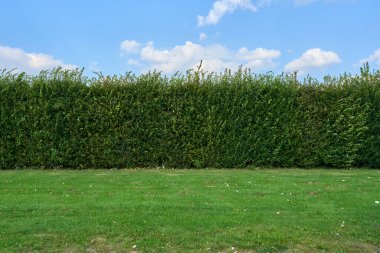                                Yeşil yüksek çit ve arkasında bulutlar olan mavi gökyüzü..