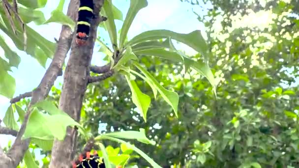 Earthworm Τρώει Ένα Φύλλο Κάμπια Των Μαύρων Και Κίτρινων Λωρίδων — Αρχείο Βίντεο