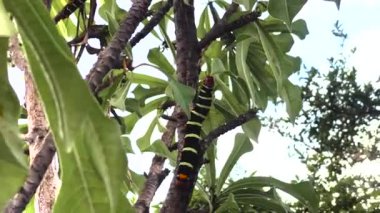 Yaprak yiyen solucan, siyah ve sarı çizgili tırtıl, frangipani boynuzlu kurt güvesi psödosphinx tetrio