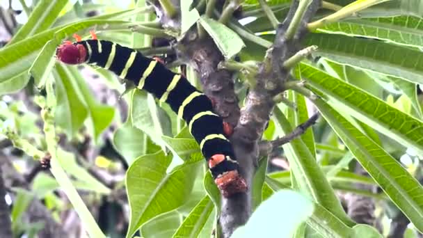 葉を食べるミミズ 黒と黄色の縞模様の毛虫 Frangipani角虫蛾擬リン酸化テトリオ — ストック動画