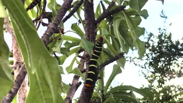 葉を食べるミミズ 黒と黄色の縞模様の毛虫 Frangipani角虫蛾擬リン酸化テトリオ — ストック動画