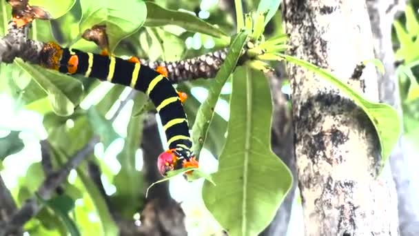 Earthworm Τρώει Ένα Φύλλο Κάμπια Των Μαύρων Και Κίτρινων Λωρίδων — Αρχείο Βίντεο