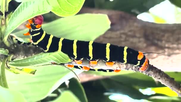 Dżdżownica Jedząca Liść Gąsienica Czarno Żółte Paski Ćma Robaczkowa Frangipani — Wideo stockowe
