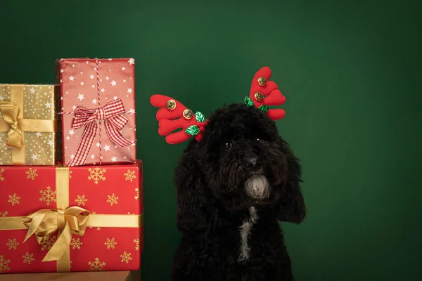 Concept Merry Christmas Funny Christmas Dog — Stock Photo, Image