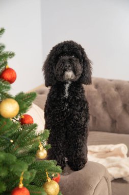 Mutlu Noeller, komik Noel köpeği